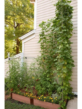  || https://assets.gardeners.com/transform/b975d156-a1df-44b0-96a7-d31505107ad0/8595683_07V_3-4