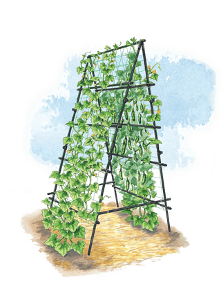  || https://assets.gardeners.com/transform/522b049b-de13-4939-9a93-8e0e54494dc0/8595755_TitanAFrame_art-tif