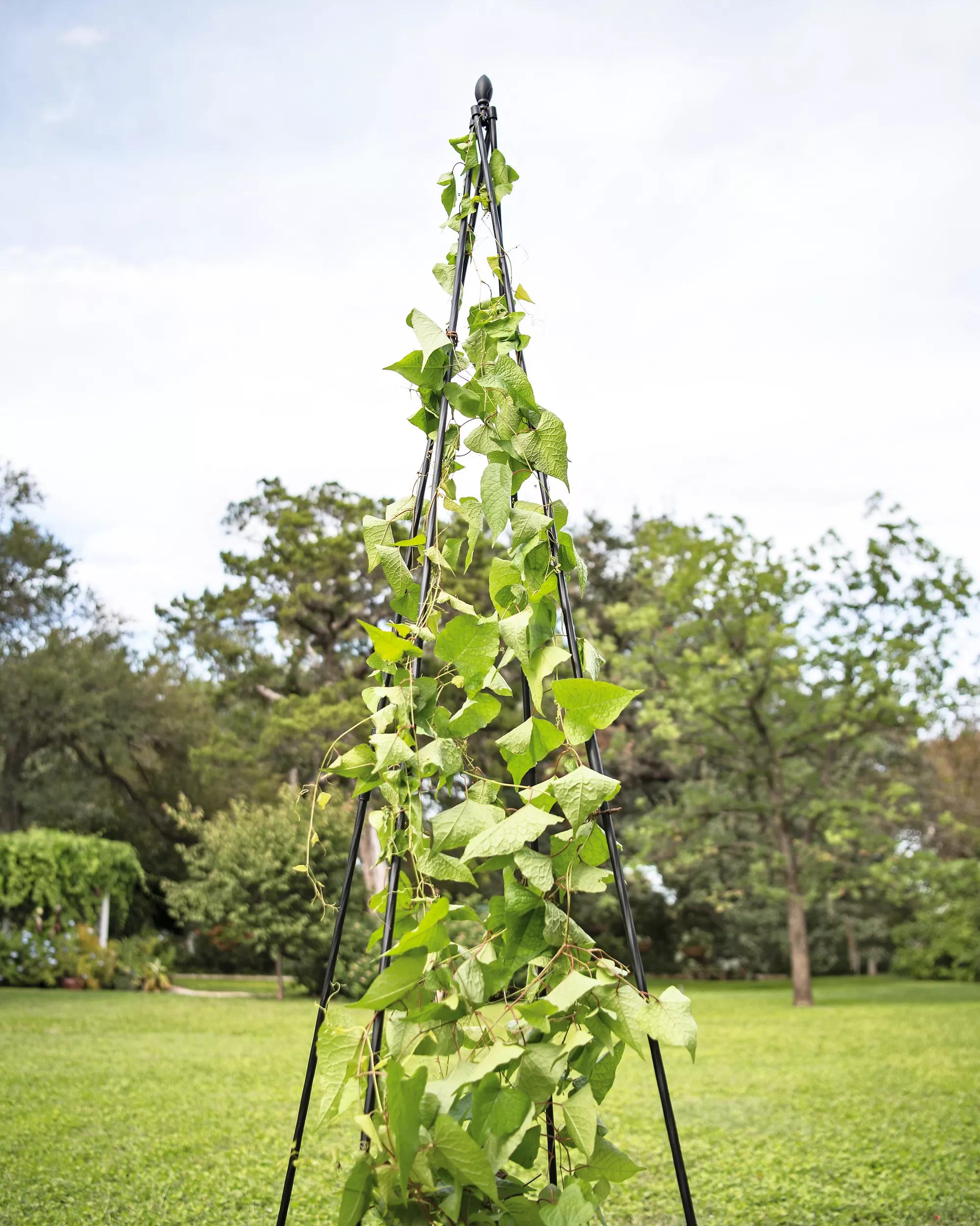 trellis for bean plants Titan Teepee Trellis for Cucumbers, Beans, Peas