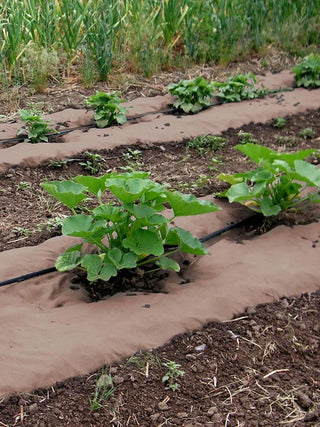  || https://assets.gardeners.com/transform/ecc96ad7-fb5a-4114-89a9-dec55db83ffa/8595932_04V-1_weedguard-plus-paper-mulch-50-feet