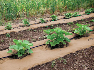  || https://assets.gardeners.com/transform/6c501250-d21d-44a9-a8ab-d6055c6bfc63/8595932_04V_weedguard-plus-paper-mulch-tif