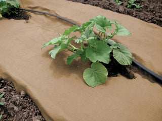 || https://assets.gardeners.com/transform/a035a934-a9a4-4891-9371-803f5ae9278b/8595932_05V-tif