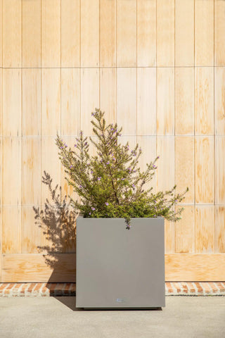  || https://assets.gardeners.com/transform/1c9dfb22-b1d2-45d5-97ad-73ba68dc87a1/8595963_13V