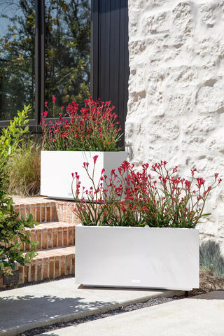  || https://assets.gardeners.com/transform/169a0ed5-a65c-48a5-a30e-8d6388b8baff/8596000_12V