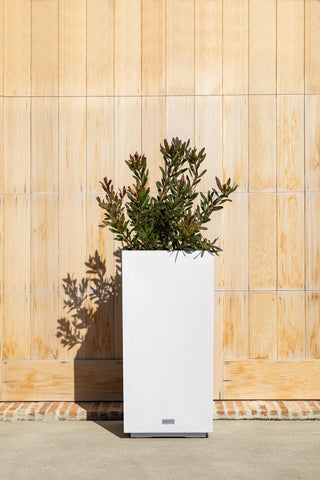  || https://assets.gardeners.com/transform/67d6ad5a-6da9-4414-9b62-c6151875e26e/8596004_07V
