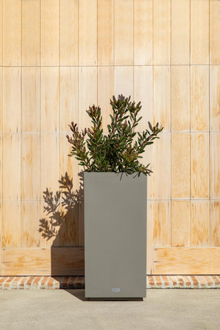  || https://assets.gardeners.com/transform/19af2374-9553-4736-a933-cb0df71da200/8596004_10V