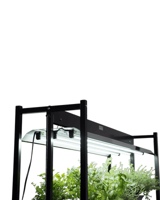  || https://assets.gardeners.com/transform/01eb81a5-1ac7-49f4-aaab-272b8a4d783f/8596021_7737-tif