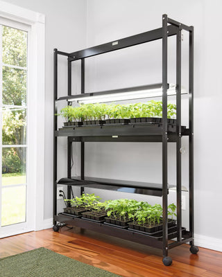  || https://assets.gardeners.com/transform/afa645e4-c095-4465-b3f3-1bcd94a51c36/8596023_3129-tif
