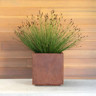  || https://assets.gardeners.com/transform/3a897de4-5de6-41b1-b8f3-2c246f18cee8/8596064_04V