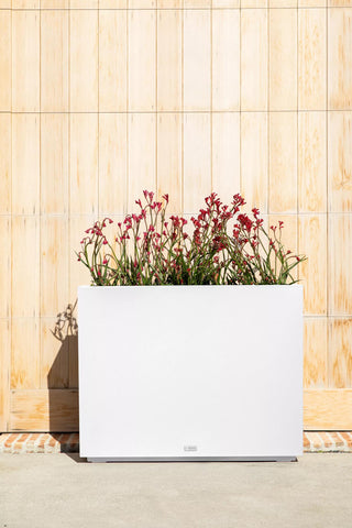  || https://assets.gardeners.com/transform/d24540be-c3da-4e72-9b57-6bcfd6573fe3/8596125_11V