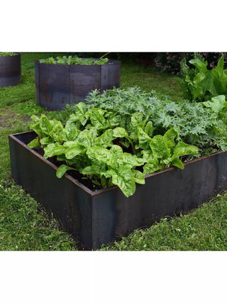  || https://assets.gardeners.com/transform/387afe5f-39fd-4a72-82af-a99bea0ac350/8596181_02V