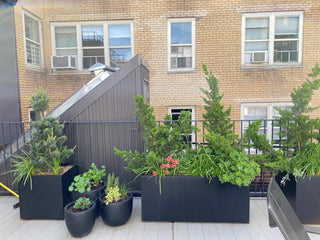  || https://assets.gardeners.com/transform/a7532063-4ab5-4ea4-9713-f90687636ffd/8596263_07V-jpg