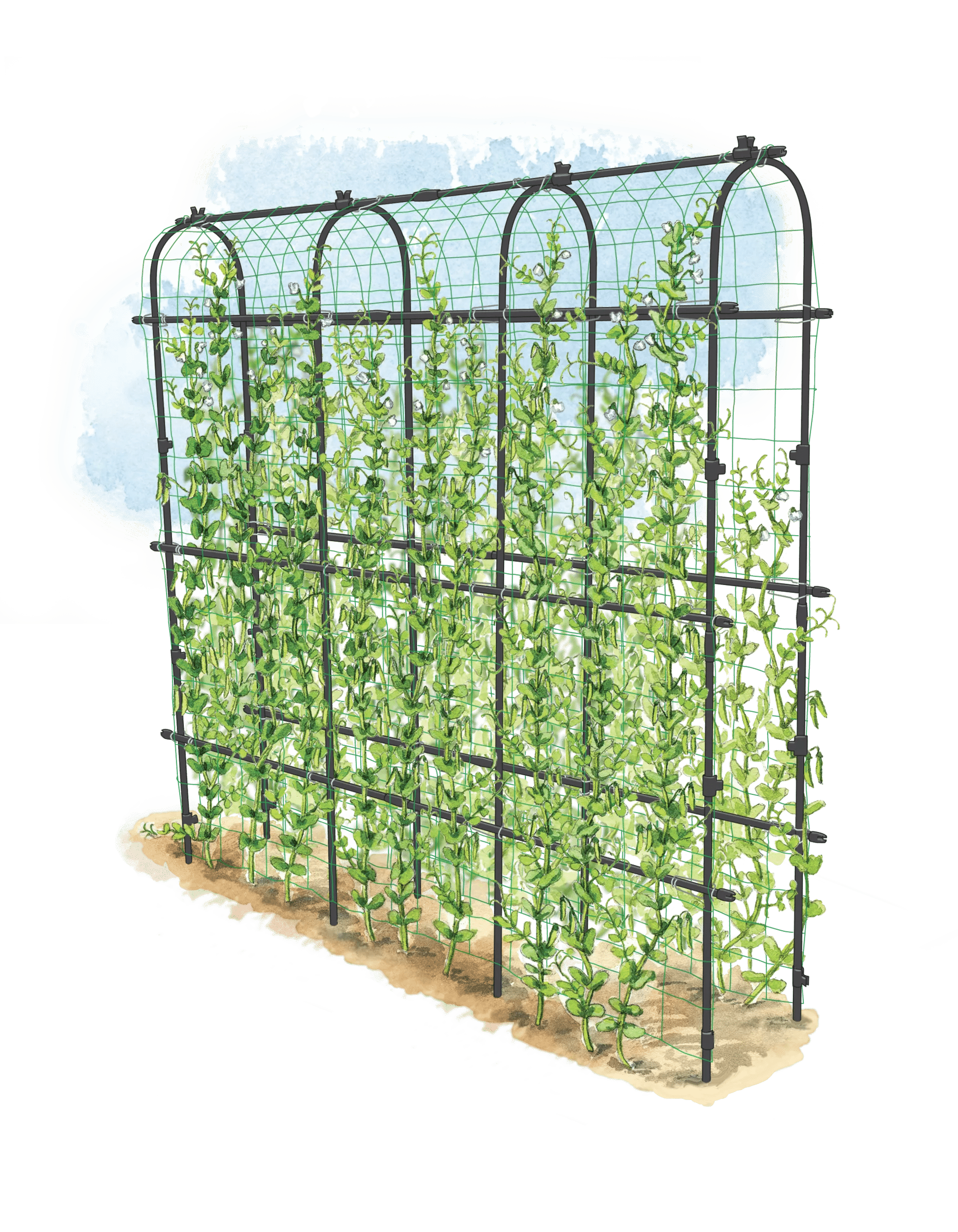 pea plant support trellis Titan Pea Tunnel