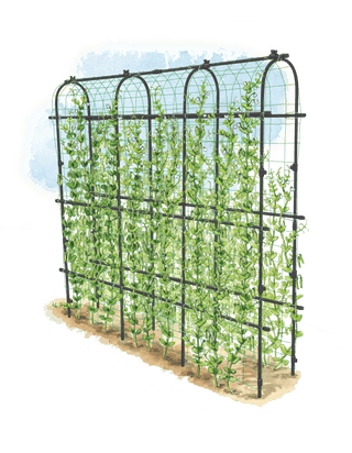  || https://assets.gardeners.com/transform/22bc682d-c593-4e12-abd4-8ef264c39333/8596275_0002_1-tif