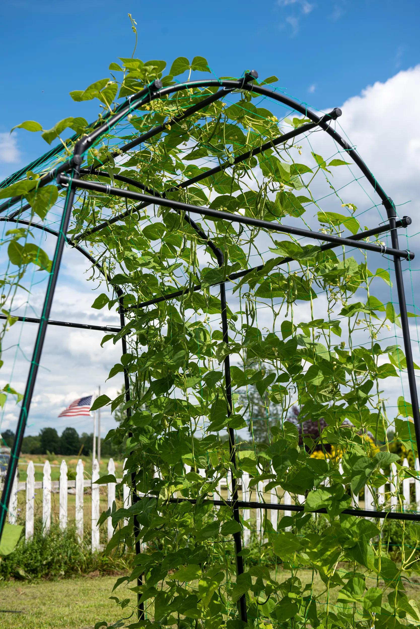 acorn squash plant trellis Titan Tunnel Trellis for Squash, Zucchini, Melons