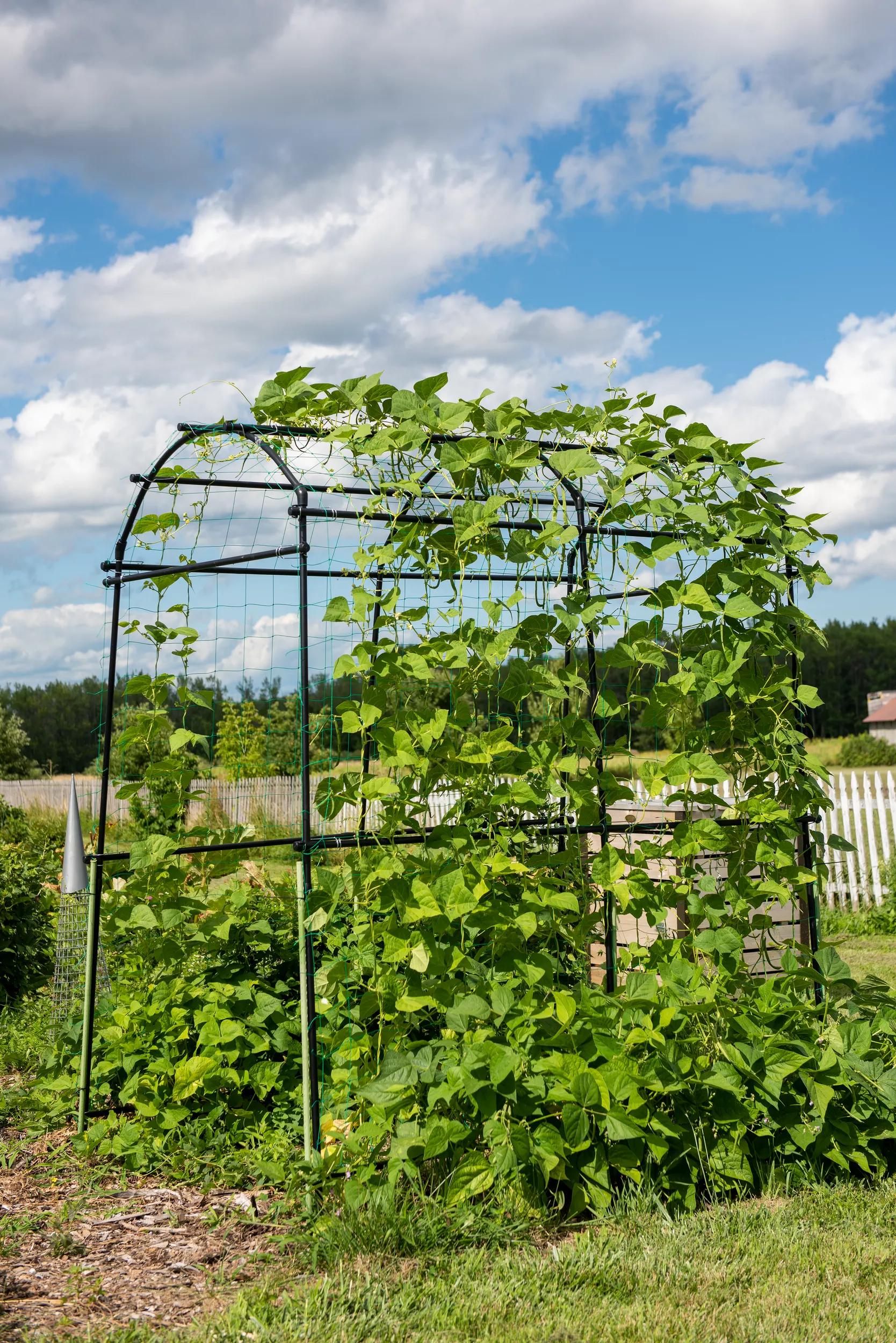 planting zucchini on a trellis Titan Tunnel Trellis for Squash, Zucchini, Melons