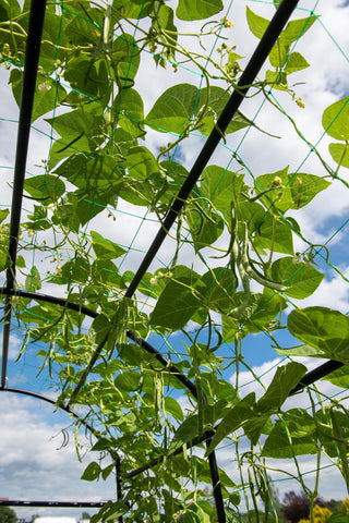  || https://assets.gardeners.com/transform/f17198da-b326-45a9-a507-56271aacfe22/8596276_0142-tif