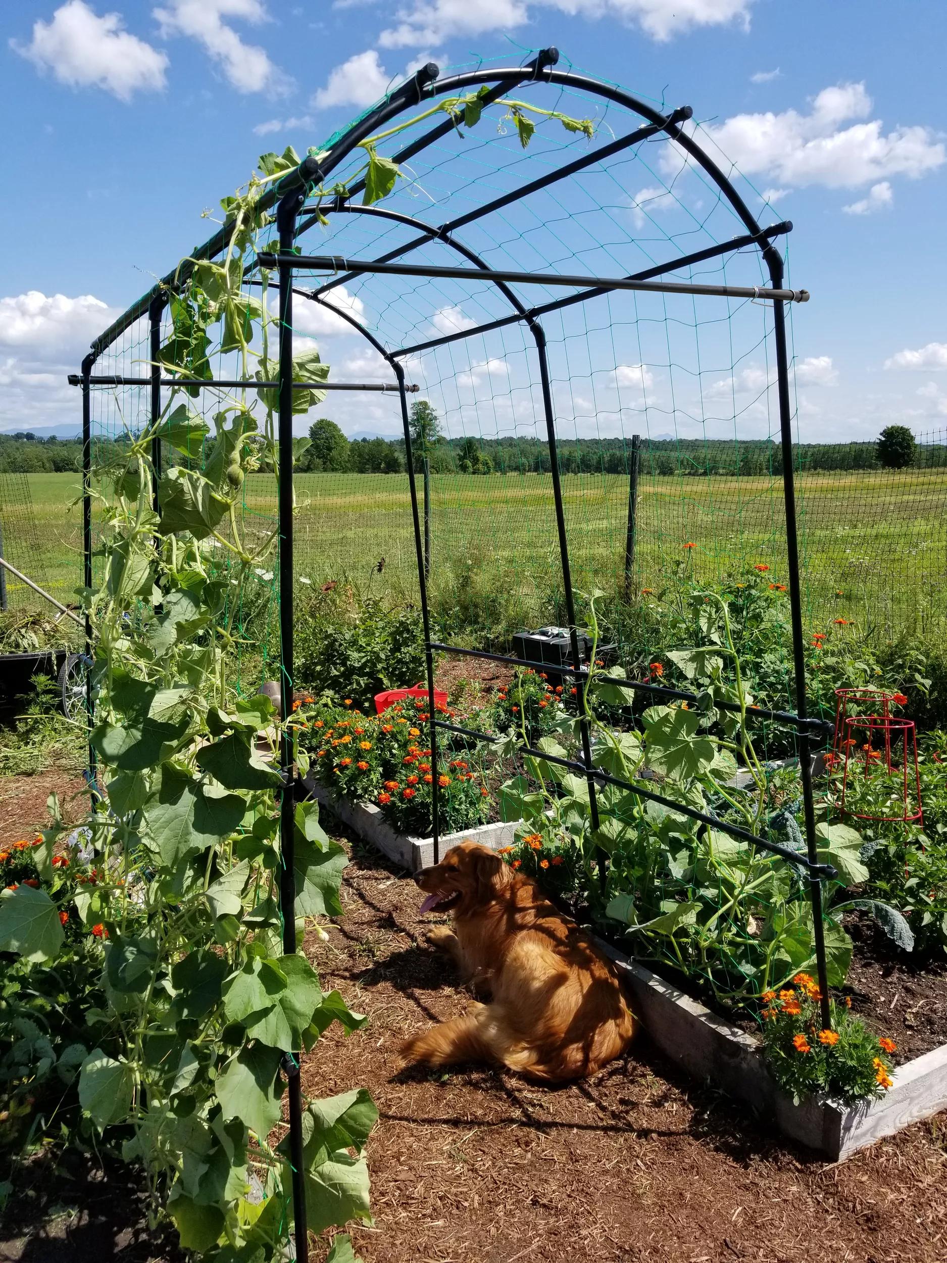 planting squash on trellis Titan™ Squash Tunnel