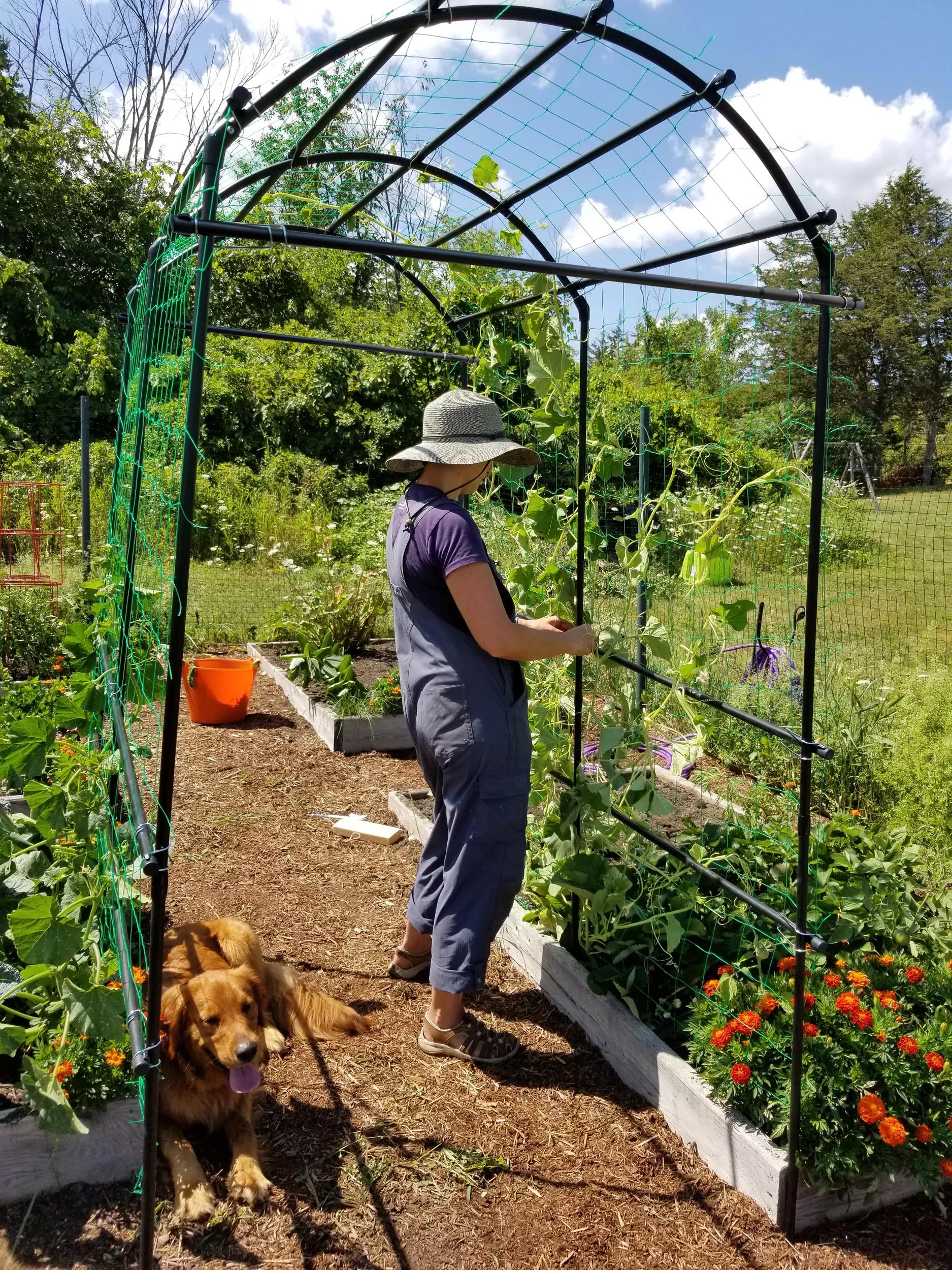 trellis for squash plants Titan™ Squash Tunnel