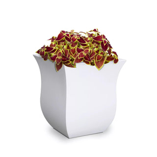  || https://assets.gardeners.com/transform/00638653-248a-437b-92d1-a18cffa0b6fe/8596438_18V-tif