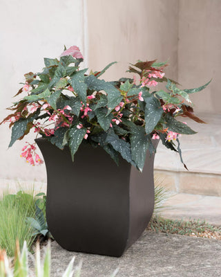  || https://assets.gardeners.com/transform/651b43f2-3ae8-40b6-a01b-c477c29d9df3/8596438_5330-tif