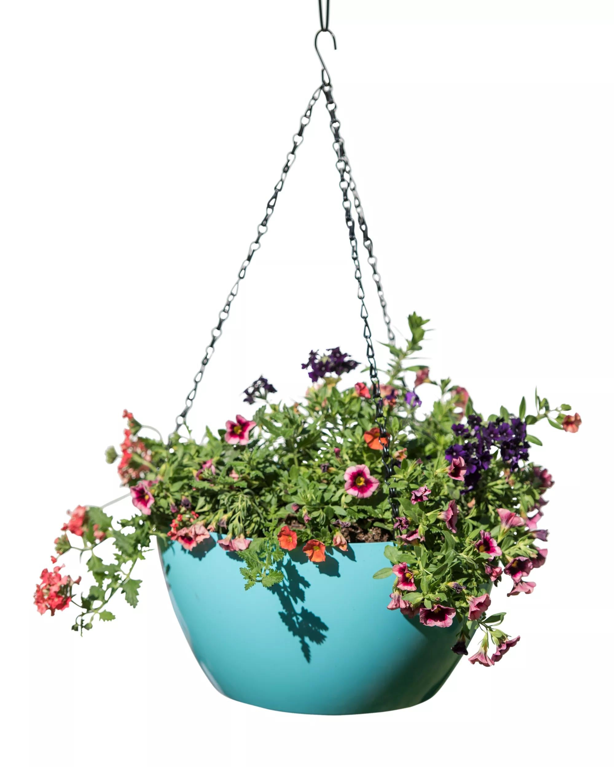 bloomscape hanging planter Viva Colorful Self-Watering Hanging Flower Basket