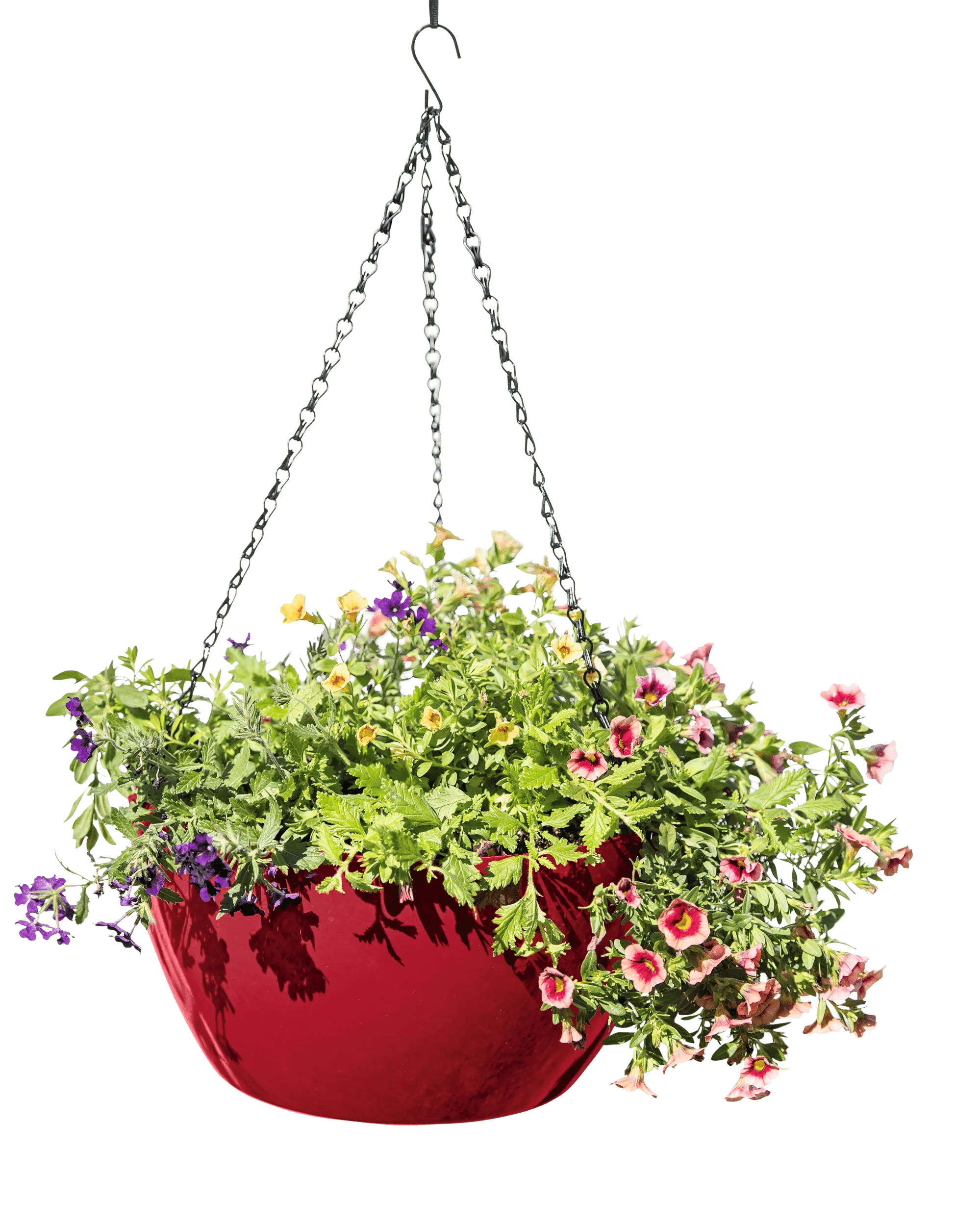 colourful hanging plant pots Viva Colorful Self-Watering Hanging Flower Basket