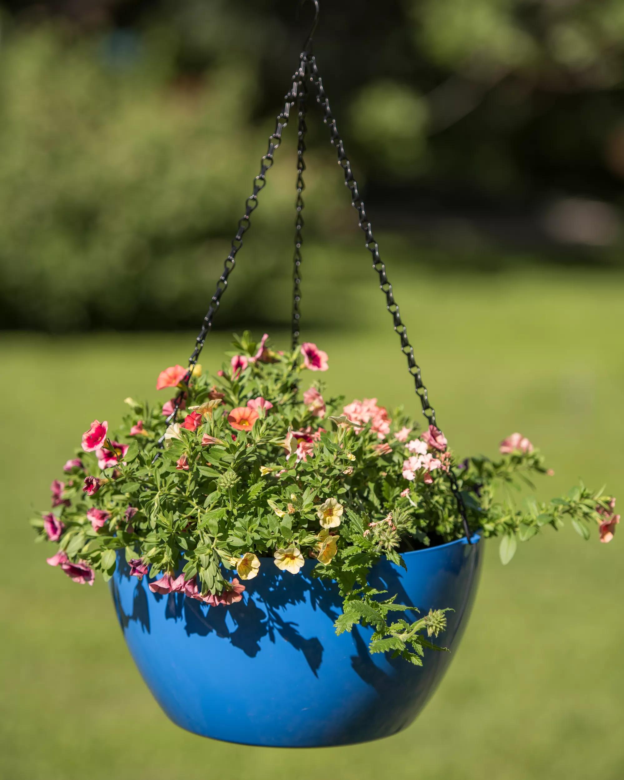 self watering hanging plant Viva™ Self-Watering Hanging Basket, 14" Diameter