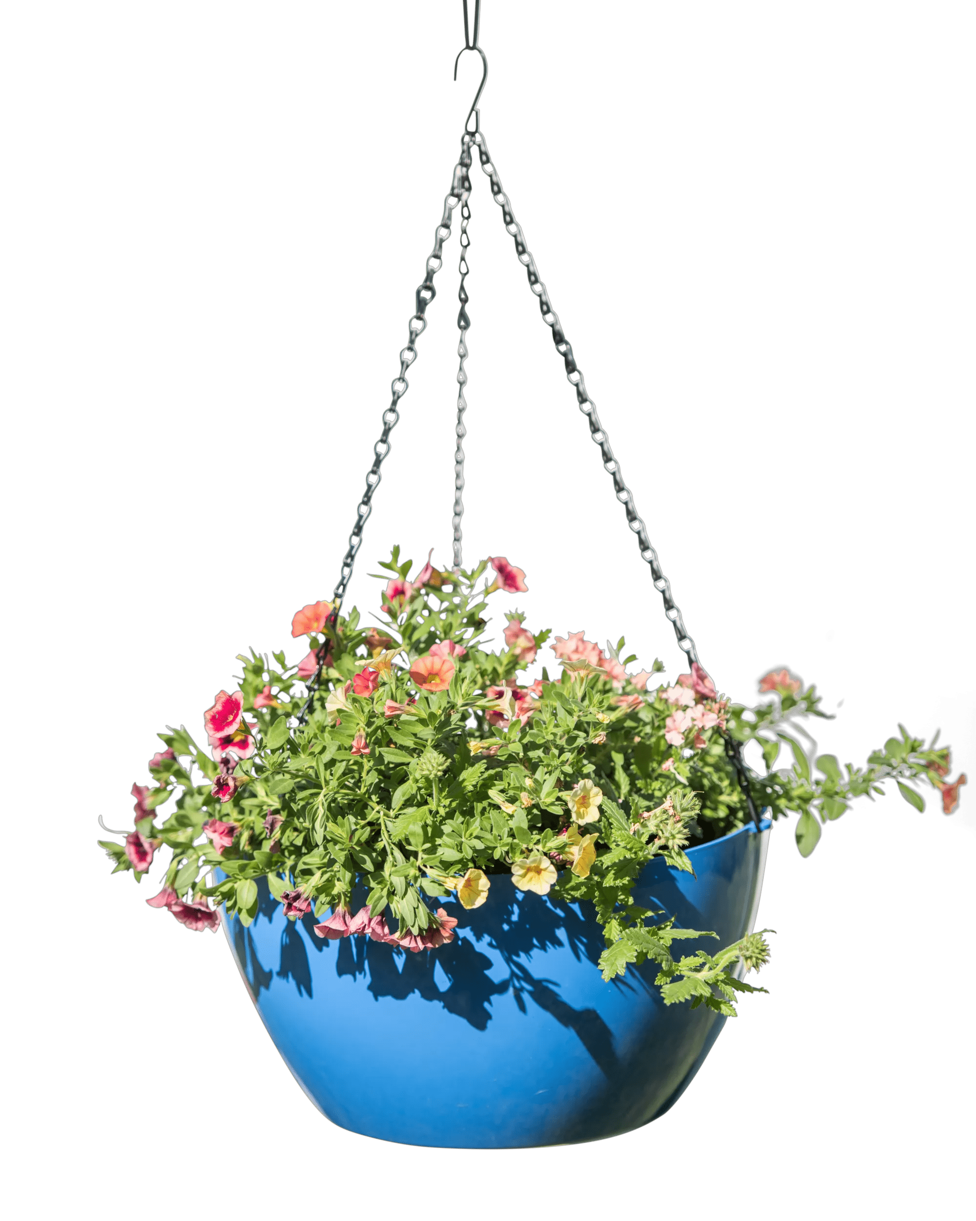 pollyanna self-watering resin hanging planter Viva Colorful Self-Watering Hanging Flower Basket