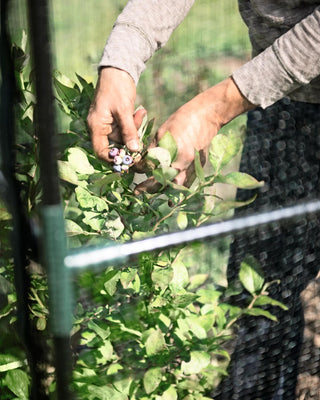  || https://assets.gardeners.com/transform/02922b50-f7ab-4d2e-b097-8b8516d6ac81/8596540_8980-tif