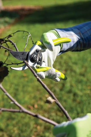  || https://assets.gardeners.com/transform/1065555f-831b-4f7f-876c-a3de2ed6e95b/8596605_032-tif