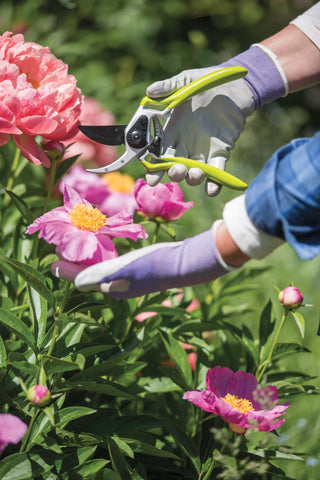  || https://assets.gardeners.com/transform/25402eb5-deeb-48d1-8bd2-472480615082/8596605_1261-tif