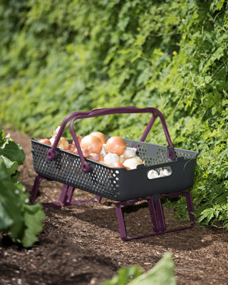  || https://assets.gardeners.com/transform/747eeb8b-487e-4023-9afe-98b99368706f/8597048_0072-tif