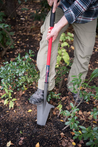  || https://assets.gardeners.com/transform/8b0a34b5-281a-4f7b-be59-6525c53c8f9a/8597385_0042-tif