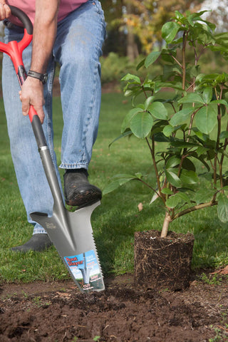  || https://assets.gardeners.com/transform/e9d22d3c-f45d-46dc-bef9-765c3d01655e/8597386_01V-tif