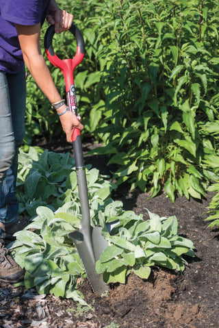  || https://assets.gardeners.com/transform/0710f277-9098-479f-a328-2d69cc490c3e/8597386_0261-tif