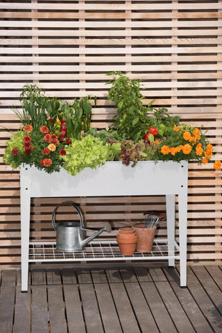  || https://assets.gardeners.com/transform/f3bb8fb0-03d9-4531-b177-918f16a2bab2/8597496_0700-tif