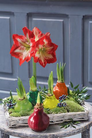 Waxed Amaryllis Color Mix