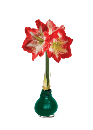 Waxed Amaryllis Color Mix