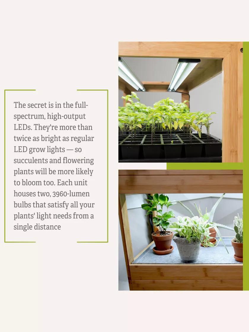 led grow plant light 3-Tier Bamboo Stand with LED Grow Lights for Succulents and Seeds