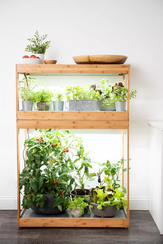  || https://assets.gardeners.com/transform/aa2db2af-2180-490e-9c52-9c3ea4d990ed/8598088_0265_bamboo-home-led-grow-light-garden-tif