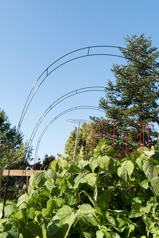  || https://assets.gardeners.com/transform/7e0c0d97-233f-4674-b774-d1d7b67a74da/8598301_0635_adjustable-garden-tunnel-super-hoops-set-of-3-tif