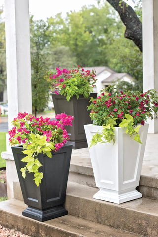  || https://assets.gardeners.com/transform/d801c7e1-2eb1-4051-b029-5073c97e8e94/8598549_8985-tif