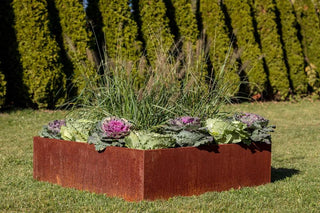  || https://assets.gardeners.com/transform/3d2bf614-4977-4f24-b3f7-63e83146a271/8598990_01V-tif
