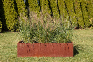  || https://assets.gardeners.com/transform/fcb75df3-42c0-4fde-b5e5-28ce1b48af2e/8598990_04V-tif