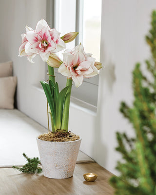 Premium Amaryllis Bulbs