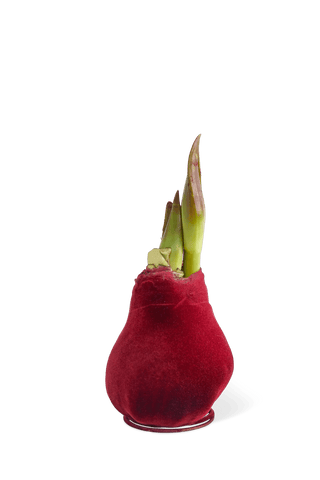 Easy Care Waxed Amaryllis with Velvet Finish