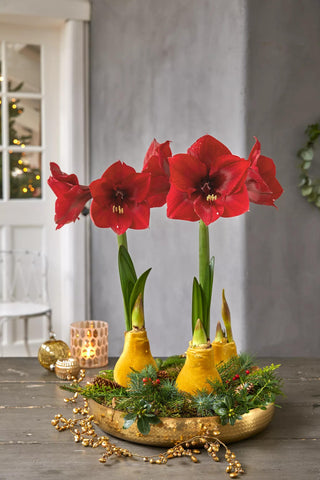 Easy Care Waxed Amaryllis with Velvet Finish