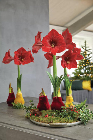 Easy Care Waxed Amaryllis with Velvet Finish