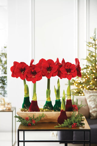 Easy Care Waxed Amaryllis with Velvet Finish